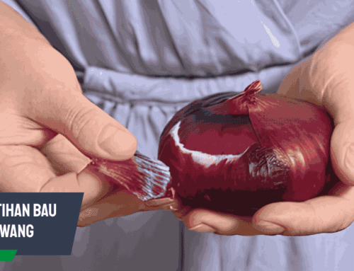 Keputihan Bau Bawang: Penyebab dan Cara Mengatasinya